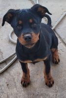 Rottweiler Puppies for sale in Monterey, CA, USA. price: NA