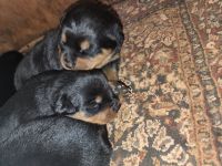 Rottweiler Puppies for sale in Heflin, AL 36264, USA. price: NA