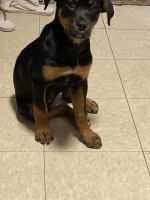 Rottweiler Puppies for sale in Long Island City, Queens, NY, USA. price: NA