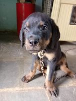 Rottweiler Puppies for sale in Kurnool, Andhra Pradesh, India. price: 10000 INR