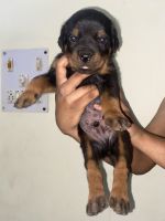 Rottweiler Puppies for sale in Ghaziabad, Uttar Pradesh, India. price: 15000 INR