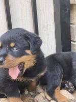 Rottweiler Puppies for sale in Myrtle Beach, SC, USA. price: NA