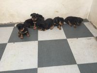 Rottweiler Puppies for sale in Karad, Maharashtra, India. price: 25000 INR