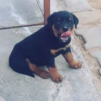 Rottweiler Puppies for sale in Ajmer, Rajasthan, India. price: 7000 INR