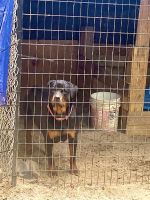 Rottweiler Puppies for sale in North Augusta, SC, USA. price: NA