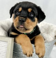 Rottweiler Puppies for sale in Dallas, TX, USA. price: NA