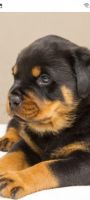 Rottweiler Puppies for sale in Indianapolis, IN, USA. price: NA