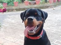 Rottweiler Puppies for sale in Chemmanda, Kerala, India. price: 25000 INR