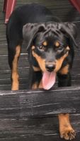 Rottweiler Puppies for sale in Altamonte Springs, FL, USA. price: NA