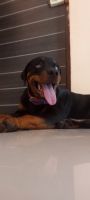 Rottweiler Puppies for sale in Thane, Maharashtra, India. price: 15000 INR