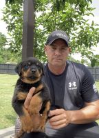 Rottweiler Puppies for sale in Richlands, NC 28574, USA. price: NA
