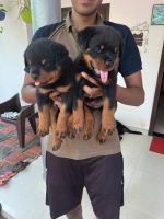 Rottweiler Puppies for sale in Kainady, Kerala, India. price: 12000 INR