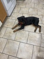 Rottweiler Puppies for sale in Philadelphia, PA 19148, USA. price: NA