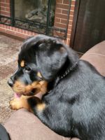 Rottweiler Puppies for sale in Tallmadge, OH, USA. price: NA