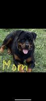 Rottweiler Puppies for sale in Stockton, CA, USA. price: NA