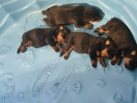 Rottweiler Puppies for sale in Oklahoma City, OK, USA. price: NA