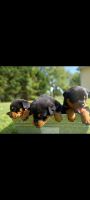 Rottweiler Puppies for sale in Tappahannock, VA 22560, USA. price: NA