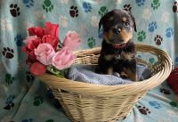 Rottweiler Puppies for sale in Atwater, OH 44201, USA. price: NA