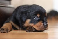 Rottweiler Puppies for sale in Albany, NY, USA. price: NA