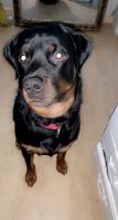 Rottweiler Puppies for sale in Willingboro, NJ, USA. price: NA