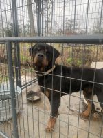Rottweiler Puppies for sale in Panama City, FL, USA. price: NA
