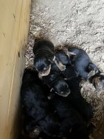 Rottweiler Puppies for sale in Monterey, TN 38574, USA. price: NA