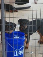 Rottweiler Puppies for sale in Wallace, SC 29596, USA. price: NA