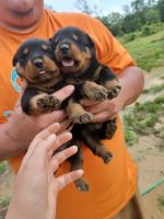 Rottweiler Puppies for sale in Wiggins, MS 39577, USA. price: NA