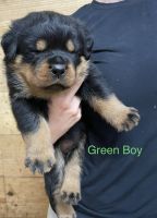 Rottweiler Puppies for sale in Metropolis, IL, USA. price: NA