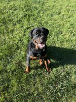 Rottweiler Puppies for sale in Kenosha, WI, USA. price: NA