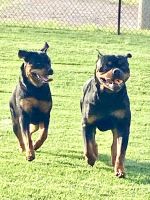 Rottweiler Puppies for sale in Edmond, OK 73025, USA. price: NA