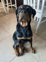 Rottweiler Puppies for sale in Temecula, CA 92592, USA. price: NA