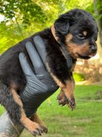Rottweiler Puppies for sale in Bristol, IN 46507, USA. price: NA