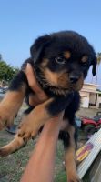 Rottweiler Puppies for sale in Strathmore, CA 93267, USA. price: NA