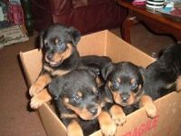 Rottweiler Puppies for sale in Dallas, TX, USA. price: NA