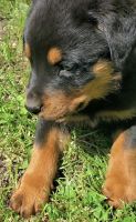 Rottweiler Puppies for sale in Massena, NY 13662, USA. price: NA