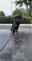 Rottweiler Puppies for sale in Delray Beach, FL 33444, USA. price: NA