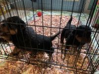 Rottweiler Puppies for sale in Hopkins, SC 29061, USA. price: NA