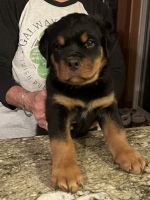 Rottweiler Puppies for sale in Erwin, TN 37650, USA. price: NA