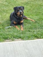 Rottweiler Puppies for sale in Painesville, OH 44077, USA. price: NA