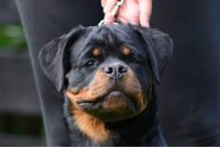 Rottweiler Puppies for sale in Conroe, TX, USA. price: NA
