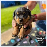 Rottweiler Puppies for sale in Westchester, CA 90045, USA. price: NA