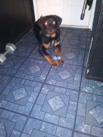 Rottweiler Puppies for sale in Florissant, MO, USA. price: NA
