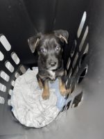 Rottweiler Puppies for sale in Gibsonton, FL 33534, USA. price: NA