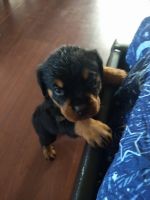 Rottweiler Puppies for sale in Hesperia, CA, USA. price: NA