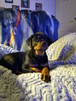 Rottweiler Puppies for sale in 138 Faith Temple Rd, Sylvania, GA 30467, USA. price: NA