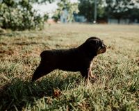 Rottweiler Puppies for sale in Fort Worth, TX, USA. price: NA