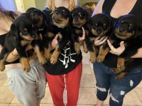 Rottweiler Puppies for sale in Fontana, CA, USA. price: NA