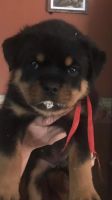 Rottweiler Puppies for sale in Mt Perry, OH 43760, USA. price: NA