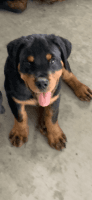 Rottweiler Puppies for sale in New Washington, OH 44854, USA. price: NA